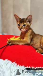 Additional photos: Elite Abyssinian kittens