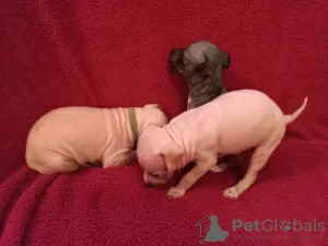 Photo №2 to announcement № 11137 for the sale of american hairless terrier - buy in Russian Federation private announcement