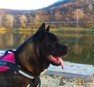 Additional photos: American Akita male, there are puppies