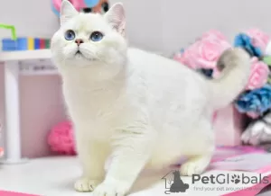 Photo №4. I will sell british shorthair in the city of Dnipro. from nursery, breeder - price - 650$