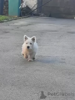 Photo №4. I will sell west highland white terrier in the city of Ruma.  - price - negotiated