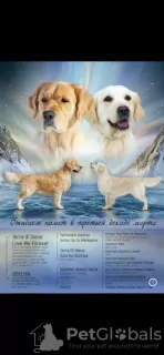 Photo №1. golden retriever - for sale in the city of Tomsk | negotiated | Announcement № 98554