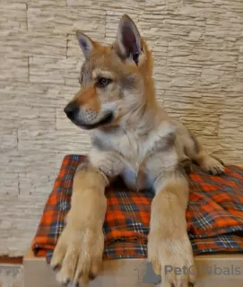 Photo №2 to announcement № 37343 for the sale of czechoslovakian wolfdog - buy in Belarus from nursery, breeder