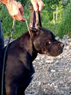 Additional photos: Cane Corso puppies