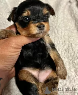 Photo №2 to announcement № 81113 for the sale of yorkshire terrier - buy in Italy private announcement