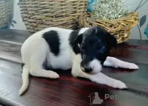 Additional photos: Russian greyhound puppies from kennel