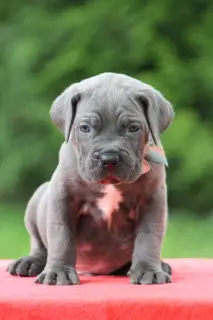 Additional photos: Cane Corso puppies