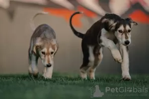 Additional photos: Saluki puppies