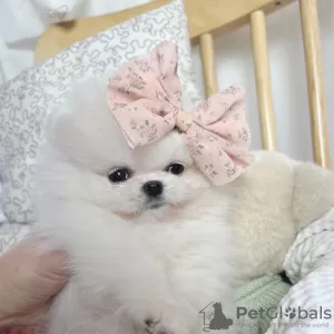 Photo №3. KC Reg Pomeranian Puppies for Sale. United States