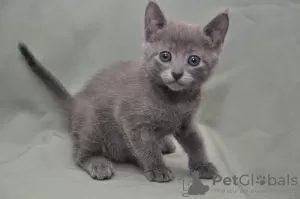 Photo №3. Russian blue kittens. Belarus