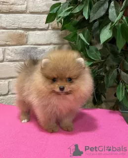 Photo №1. pomeranian - for sale in the city of Бордо | Is free | Announcement № 19643