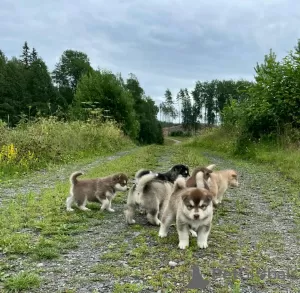 Photo №1. alaskan malamute - for sale in the city of Delmenhorst | 243$ | Announcement № 123162