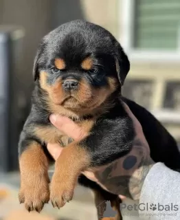 Photo №1. rottweiler - for sale in the city of Sremski Karlovci | negotiated | Announcement № 82897