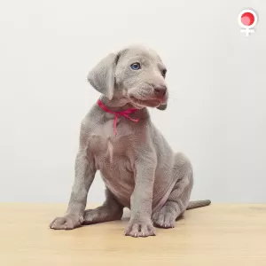 Additional photos: Weimaraner puppies