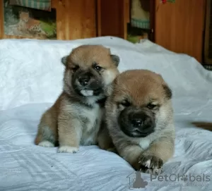 Photo №2 to announcement № 60196 for the sale of shiba inu - buy in Russian Federation from nursery, breeder