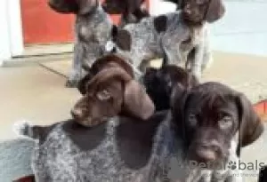 Photo №2 to announcement № 129182 for the sale of german shorthaired pointer - buy in Finland breeder