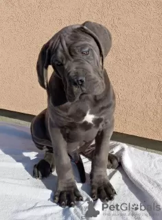 Additional photos: Cane Corso puppies