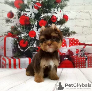 Photo №1. yorkshire terrier - for sale in the city of St. Petersburg | 814$ | Announcement № 8353