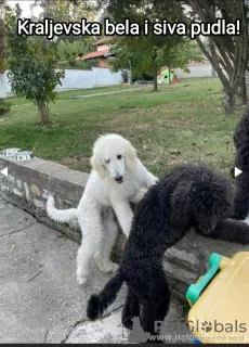 Additional photos: Poodles, beautiful puppies