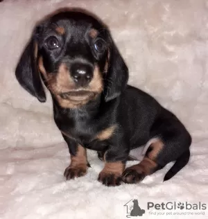 Additional photos: Purebred smooth-haired dachshund puppies