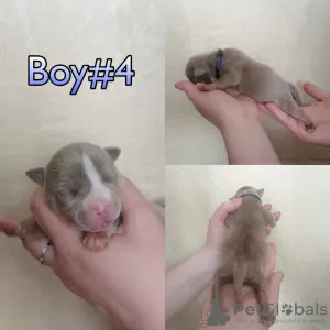 Additional photos: American Bully Puppies