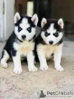 Photo №2 to announcement № 129789 for the sale of siberian husky - buy in Finland breeder