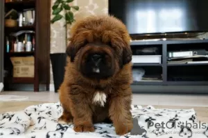 Photo №3. Posh Tibetan Mastiffs. Russian Federation