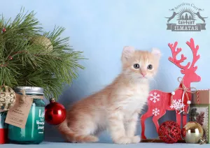 Photo №2 to announcement № 5130 for the sale of american curl - buy in Russian Federation from nursery, breeder