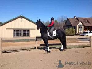 Photo №3. stunning black friesian horse for your family. Kuwait