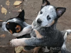 Photo №3. Australian Cattle Dog puppies. Serbia