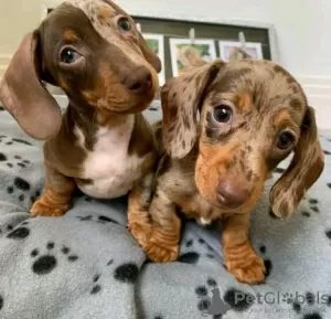 Photo №2 to announcement № 115993 for the sale of dachshund - buy in United States breeder