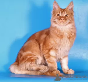 Photo №2 to announcement № 120167 for the sale of maine coon - buy in Russian Federation private announcement, from nursery, breeder