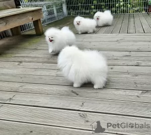 Photo №3. Mini Pomeranian Zwergspitz weiß - creme Welpen aus Deutscher Zucht. Germany