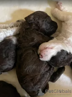 Additional photos: Lagotto Romagnolo puppies