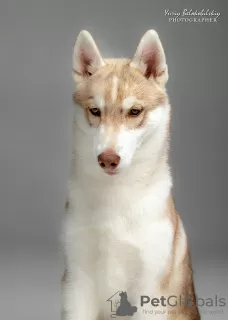 Photo №3. Siberian Husky puppy, pale-white girl. Ukraine