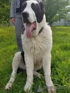 Photo №2 to announcement № 15898 for the sale of central asian shepherd dog - buy in Ukraine breeder