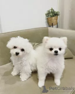 Photo №1. bichon frise - for sale in the city of Ahmadi | negotiated | Announcement № 85227