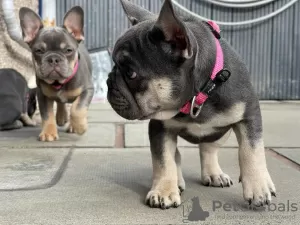 Photo №4. I will sell french bulldog in the city of Berlin. private announcement - price - 400$