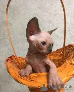 Photo №4. I will sell sphynx-katze in the city of Khabarovsk. breeder - price - negotiated