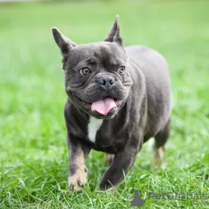 Photo №2 to announcement № 11920 for the sale of french bulldog - buy in Russian Federation from nursery