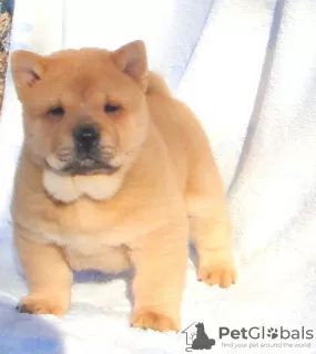 Photo №3. chow-chow puppy. Russian Federation