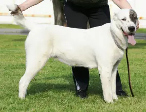 Additional photos: Central Asian Shepherd Dog puppy male