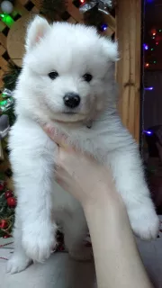 Additional photos: Samoyed Puppies Bear type