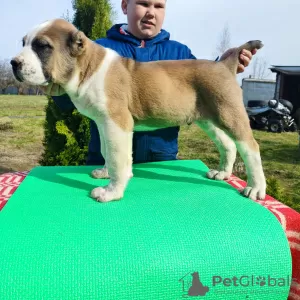 Photo №3. Central Asian shepherd dog Alabai Alabai SAO. Russian Federation