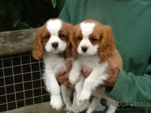 Photo №3. Cavalier King Charles puppies for Sale. Germany