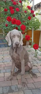 Additional photos: High-breed Weimar Hound puppies