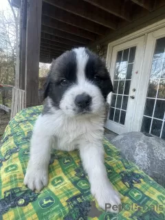 Photo №1. st. bernard - for sale in the city of Бельхайм | Is free | Announcement № 126254