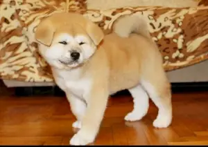 Additional photos: Japanese Akita Inu puppies buy a dog