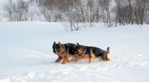 Additional photos: Gorgeous puppies of the German shepherd, from the healthy parents of the