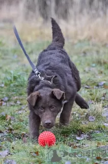 Photo №3. Zhorik is a positive puppy.. Russian Federation